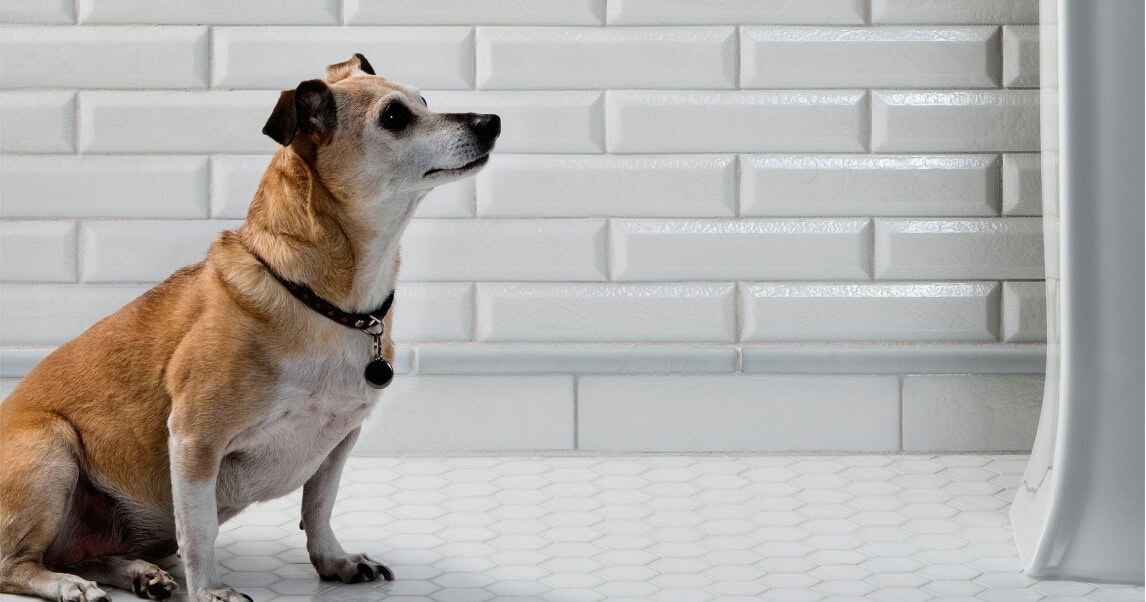 A overweight, elderly Jack Russell Terrier looks up at a bathroom sink. Bathroom has white Hexagon tile floor and subway tile wall with white grout.