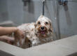 Ceramic tile for dog showers and pet washing stations