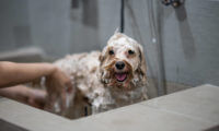 Ceramic tile for dog showers and pet washing stations