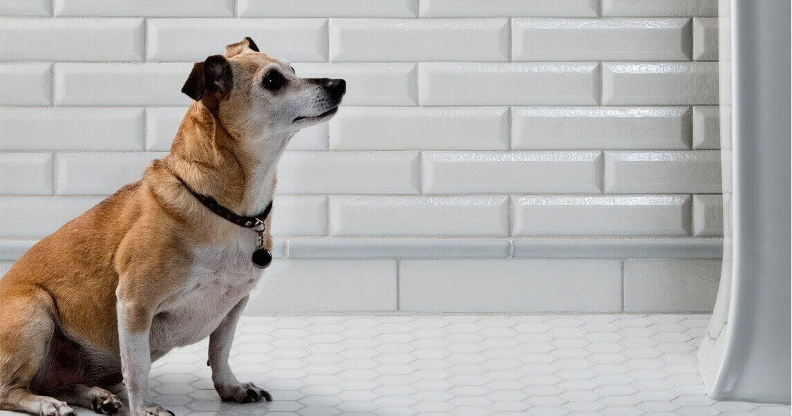 dog in bathroom with white subway tile