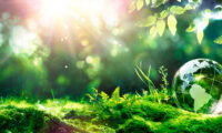Soft sunlight shining down on moss, leaves and other greenery.